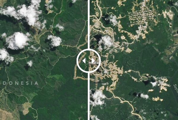 Terlihat Foto Satelit NASA Soroti Penyusutan Kawasan Hutan Kalimantan